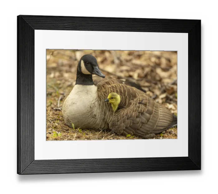 Framed Print : Canada goose (Branta canadensis) with gosling, a few days old. Massachusetts, USA. April Framed Print : Canada goose (Branta canadensis) with gosling, a few days old. Massachusetts, USA. April
