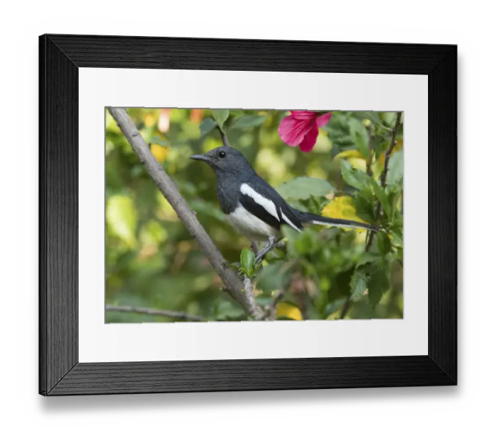 Framed Print : Oriental Magpie Robin (Copsychus saularis) female, Whitefield, Bangalore, India, March Framed Print : Oriental Magpie Robin (Copsychus saularis) female, Whitefield, Bangalore, India, March