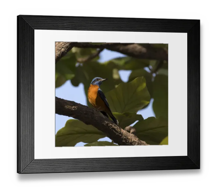 Framed Print : Blue-capped rock thrush ( Monticola cinclorhynchus), Whitefield, Bangalore, March Framed Print : Blue-capped rock thrush ( Monticola cinclorhynchus), Whitefield, Bangalore, March
