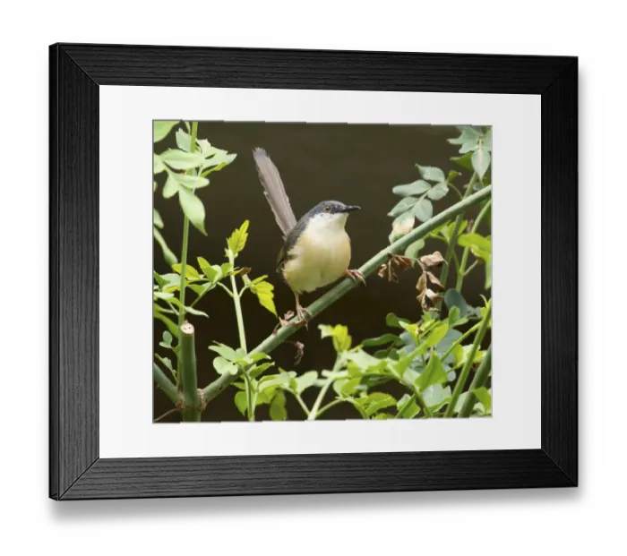 Framed Print : Ashy prinia (Prinia socialis), Whitefield, Bangalore, India, March Framed Print : Ashy prinia (Prinia socialis), Whitefield, Bangalore, India, March