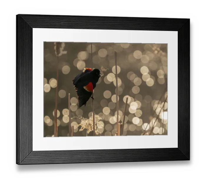 Framed Print : Red-winged Blackbird (Agelaius phoeniceus) male calling / displaying, Ithaca, New York, USA Framed Print : Red-winged Blackbird (Agelaius phoeniceus) male calling / displaying, Ithaca, New York, USA