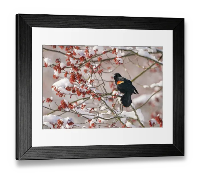 Framed Print : Red-winged Blackbird (Agelaius phoenicus) male singing from snow-covered red maple Framed Print : Red-winged Blackbird (Agelaius phoenicus) male singing from snow-covered red maple