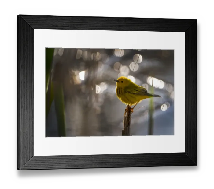 Framed Print : Yellow Warbler (Setophaga petechia, formerly Dendroica petechia) Framed Print : Yellow Warbler (Setophaga petechia, formerly Dendroica petechia)