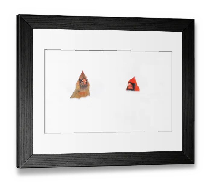 Framed Print : Northern Cardinals (Cardinalis cardinalis) male and female in the snow, photographed from low angle, Freeville, New York, USA. April 2020 Framed Print : Northern Cardinals (Cardinalis cardinalis) male and female in the snow, photographed from low angle, Freeville, New York, USA. April 2020