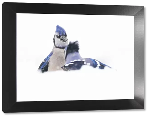 Blue jays (Cyanocitta cristata) confrontation in snow, April 2020. New York State, USA