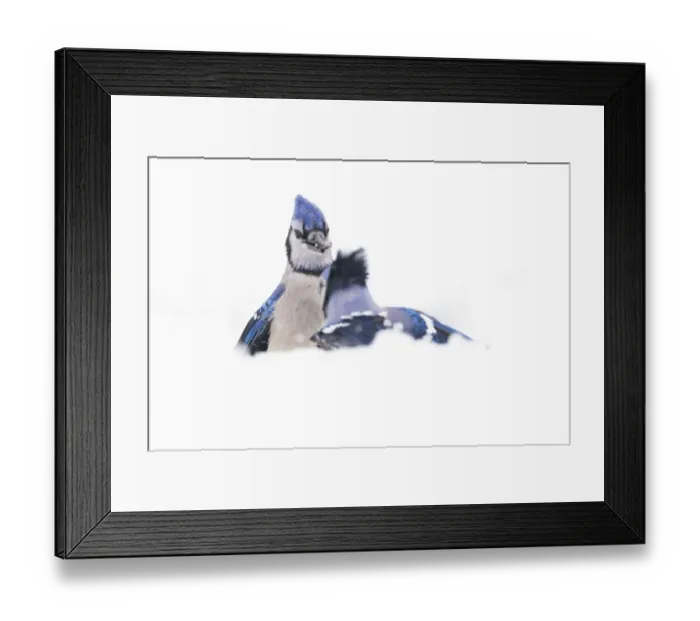 Framed Print : Blue jays (Cyanocitta cristata) confrontation in snow, April 2020. New York State, USA Framed Print : Blue jays (Cyanocitta cristata) confrontation in snow, April 2020. New York State, USA