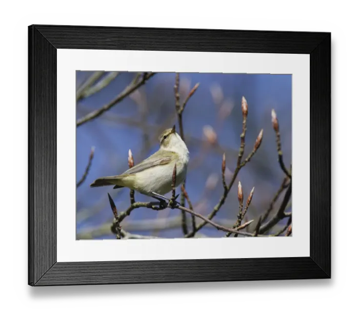 Framed Print : Chiffchaff (Phylloscopus collybita) singing while perched in a Beech tree Framed Print : Chiffchaff (Phylloscopus collybita) singing while perched in a Beech tree
