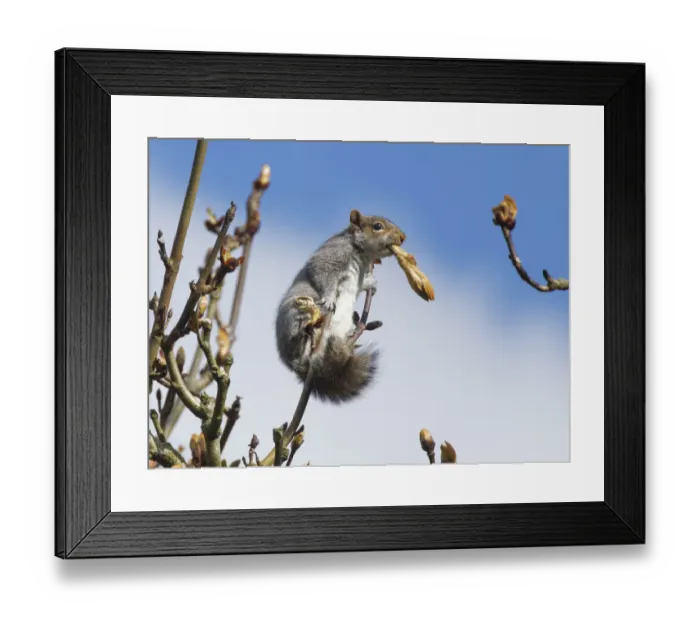 Framed Print : Grey squirrel (Sciurus carolinensis) feeding on new leaves in a Horse chestnut Framed Print : Grey squirrel (Sciurus carolinensis) feeding on new leaves in a Horse chestnut