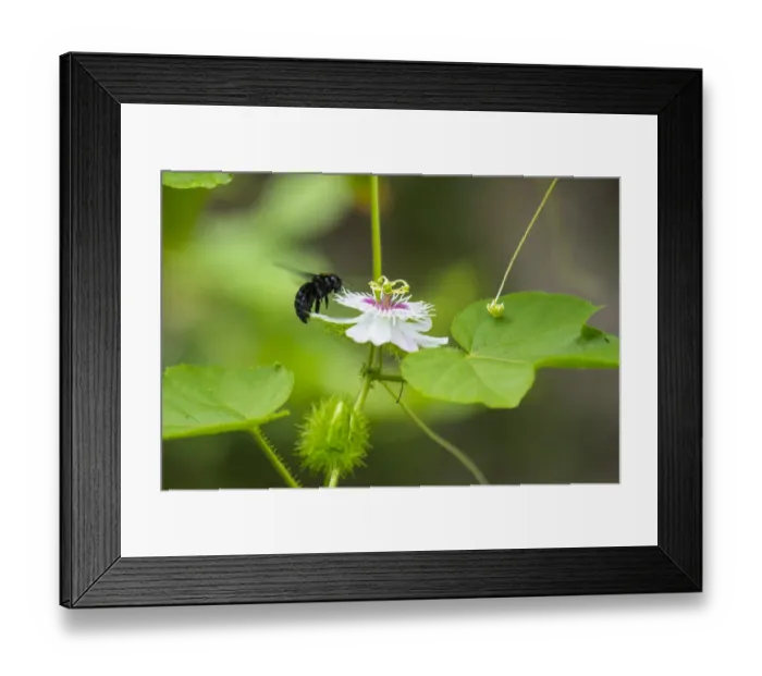 Framed Print : Galapagos carpenter bee (Xilocopa darwini) visiting native passionflower Framed Print : Galapagos carpenter bee (Xilocopa darwini) visiting native passionflower