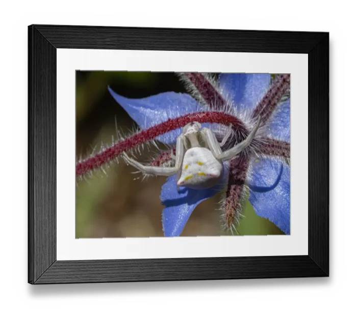 Framed Print : Crab spider (Thomisus onustus) waiting for ambush on Borage flower, Podere Montecucco Framed Print : Crab spider (Thomisus onustus) waiting for ambush on Borage flower, Podere Montecucco