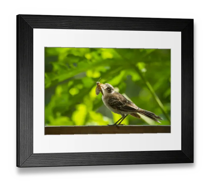 Framed Print : Galapagos mockingbird (Mimus parvulus) catching hawkmoth in photographer Tui De Roy Framed Print : Galapagos mockingbird (Mimus parvulus) catching hawkmoth in photographer Tui De Roy