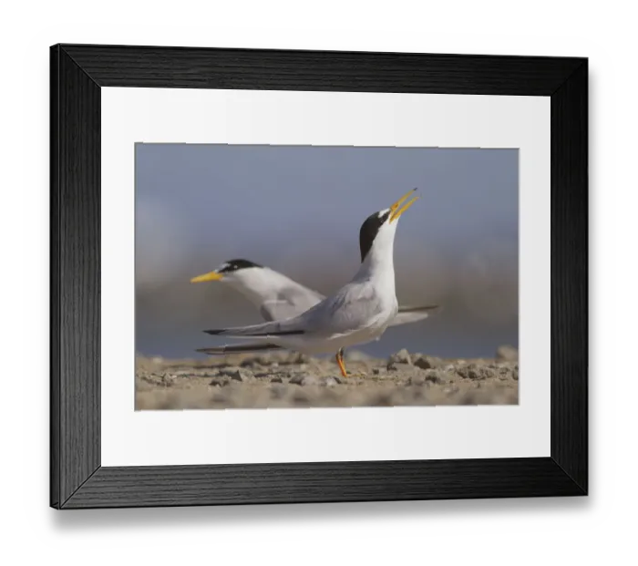 Framed Print : California least terns (Sternula antillarum browni) courtship behaviour Framed Print : California least terns (Sternula antillarum browni) courtship behaviour
