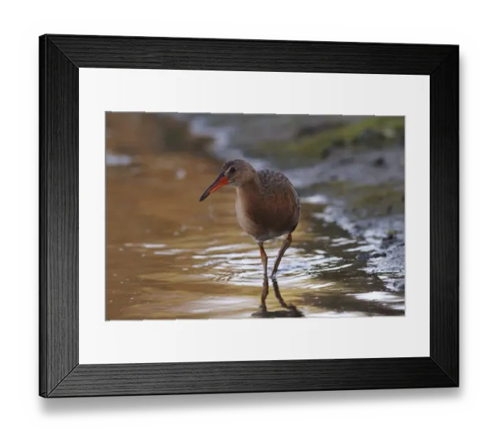 Framed Print : Ridgeways rail (Rallus obsoletus levipes) foraging in wetlands Framed Print : Ridgeways rail (Rallus obsoletus levipes) foraging in wetlands