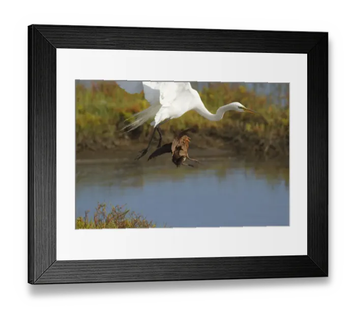 Framed Print : Ridgeways rail (Rallus obsoletus levipes) attacks a Great egret (Ardea alba Framed Print : Ridgeways rail (Rallus obsoletus levipes) attacks a Great egret (Ardea alba
