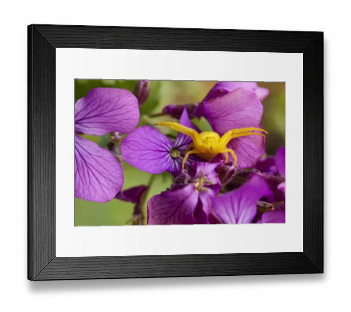 Framed Print : Flower crab spider (Misumena vatia) in hunting pose on Honesty flowers, April, Bristol Framed Print : Flower crab spider (Misumena vatia) in hunting pose on Honesty flowers, April, Bristol