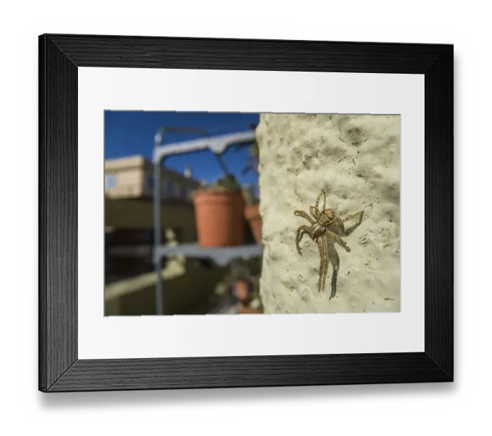 Framed Print : Crab spider (Xysticus sp. ) on balcony, Genova, Italy, May Framed Print : Crab spider (Xysticus sp. ) on balcony, Genova, Italy, May