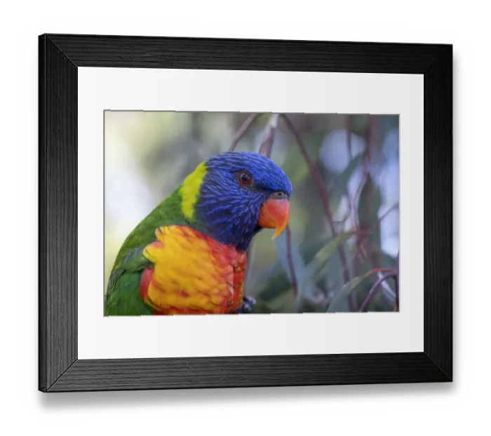 Framed Print : Head close up of a Rainbow lorikeet (Trichoglossus moluccanus Framed Print : Head close up of a Rainbow lorikeet (Trichoglossus moluccanus