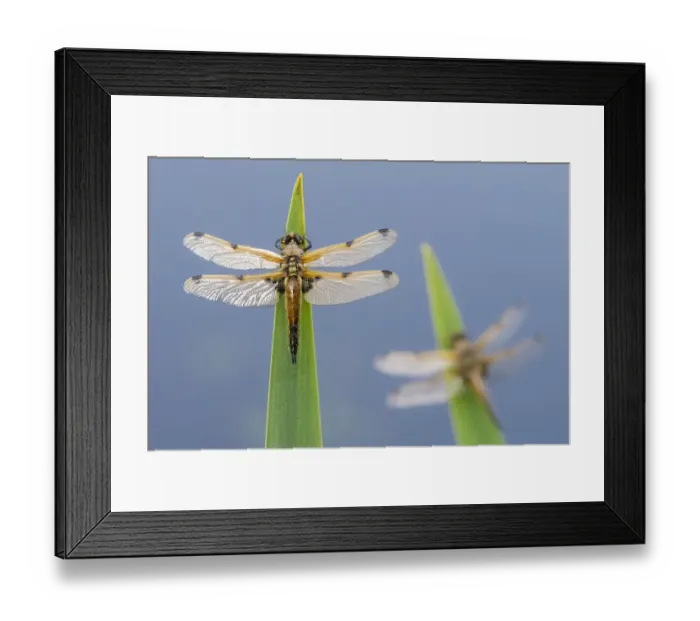 Framed Print : Four-spotted chaser (Libellula quadrimaculata) dragonflies resting on backlit reeds close Framed Print : Four-spotted chaser (Libellula quadrimaculata) dragonflies resting on backlit reeds close