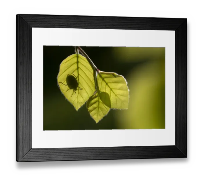 Framed Print : Green shieldbug (Palomena prasina) silhouetted on beech leaves (Fagus sylvatica) Framed Print : Green shieldbug (Palomena prasina) silhouetted on beech leaves (Fagus sylvatica)