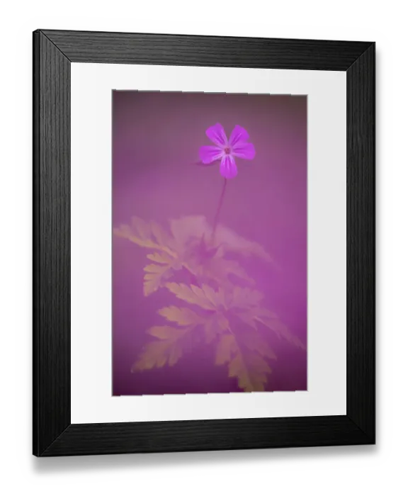 Framed Print : Herb robert (Geranium robertianum) flower, Broxwater, Cornwall, UK. April Framed Print : Herb robert (Geranium robertianum) flower, Broxwater, Cornwall, UK. April