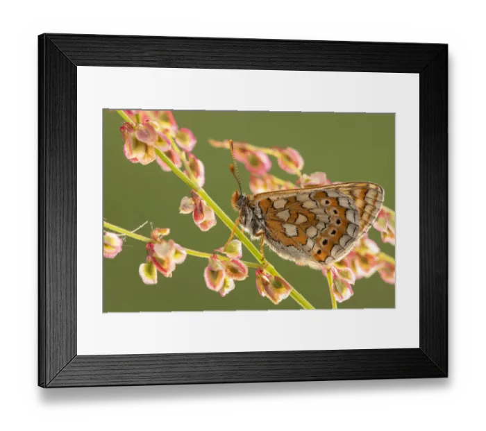 Framed Print : Marsh fritillary butterfly (Euphydrayas aurinia) on sorrel (Rumex acetosa), Dunsdon