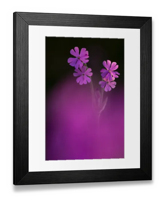 Framed Print : Red Campion (Silene dioica), backlit in early morning sunlight, spring, Broxwater Framed Print : Red Campion (Silene dioica), backlit in early morning sunlight, spring, Broxwater