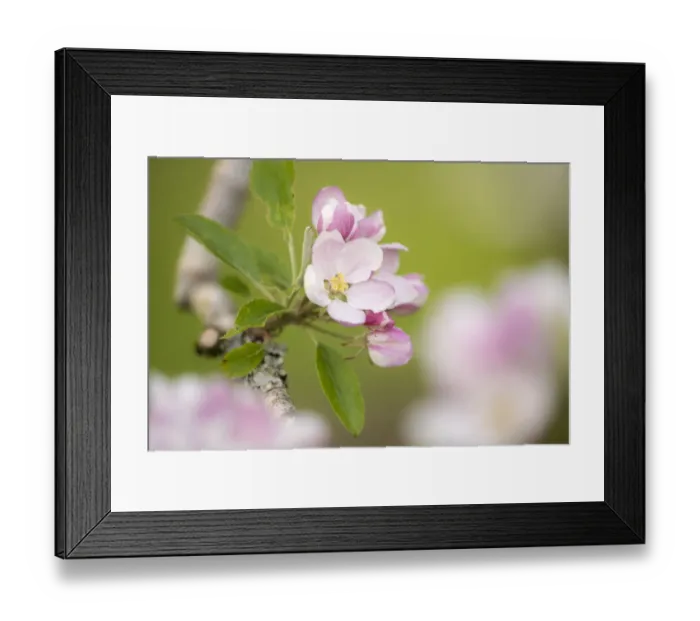 Framed Print : Apple tree (Malus domestica) blossom in orchard in spring, Broxwater, Cornwall, UK. April Framed Print : Apple tree (Malus domestica) blossom in orchard in spring, Broxwater, Cornwall, UK. April