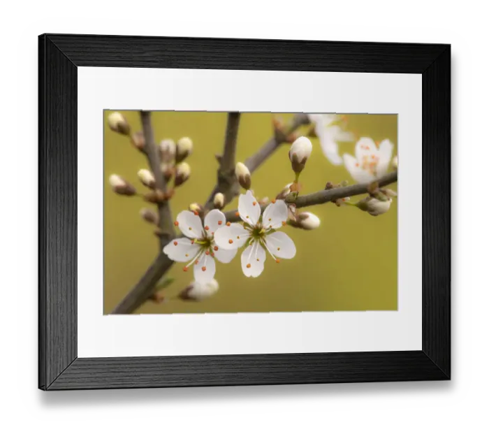 Framed Print : Blackthorn blossom (Prunus spinosa), Cornwall, UK. April Framed Print : Blackthorn blossom (Prunus spinosa), Cornwall, UK. April