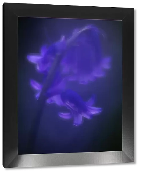 Bluebell (Hyacinthoides non-scripta) flower, soft glow from in-camera double exposure