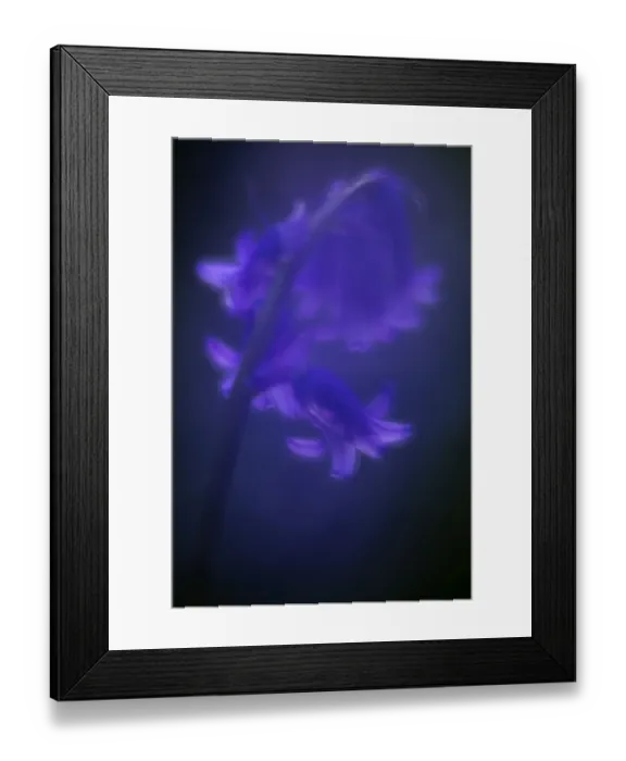 Framed Print : Bluebell (Hyacinthoides non-scripta) flower, soft glow from in-camera double exposure Framed Print : Bluebell (Hyacinthoides non-scripta) flower, soft glow from in-camera double exposure