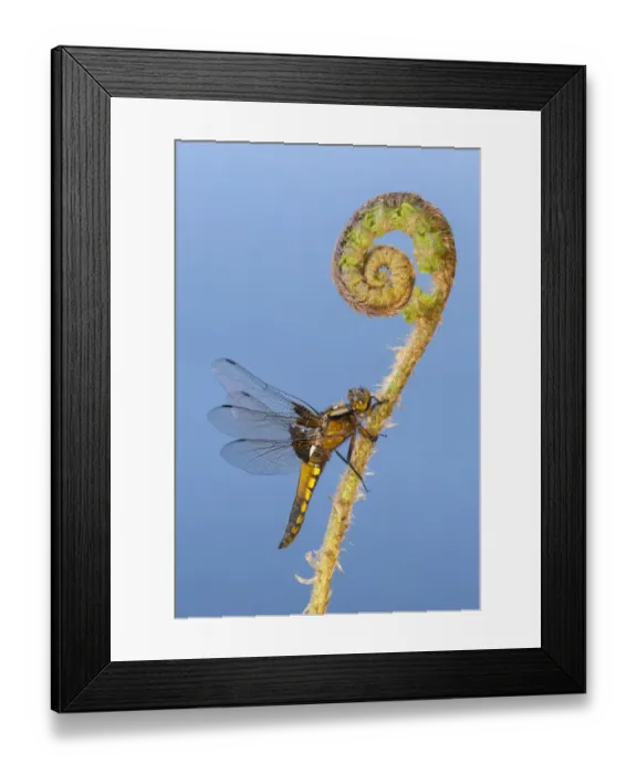 Framed Print : Broad-bodied chaser (Libellula depressa) dragonfly resting on an uncurling fern Framed Print : Broad-bodied chaser (Libellula depressa) dragonfly resting on an uncurling fern