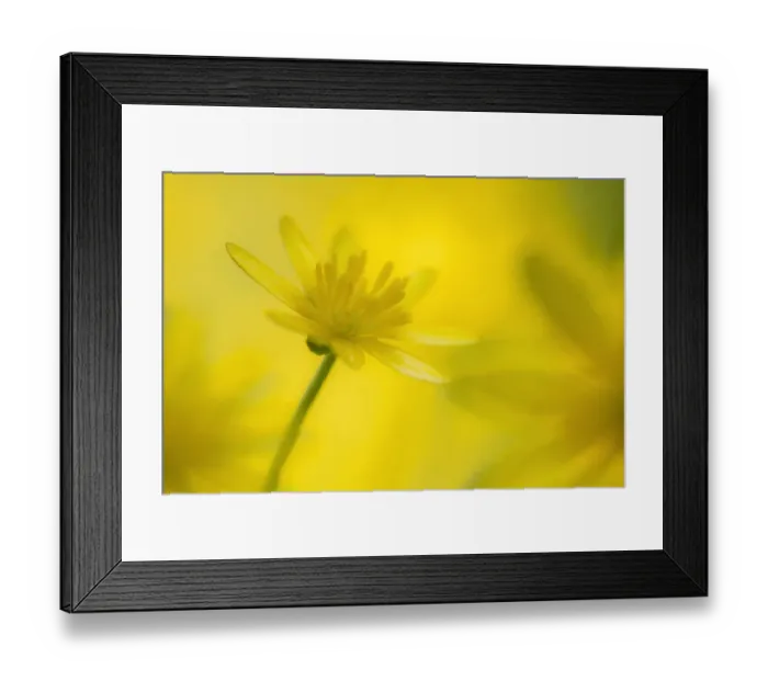 Framed Print : Lesser celandine flower (Ranunculus ficaria), Cornwall, England, UK. April Framed Print : Lesser celandine flower (Ranunculus ficaria), Cornwall, England, UK. April