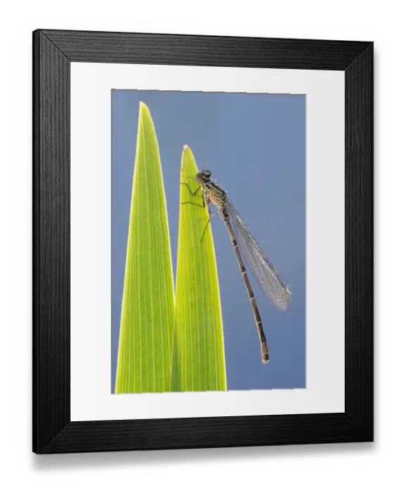 Framed Print : Common blue damselfly (Enallagma cyathigerum), immature  /  newly emerged insect resting