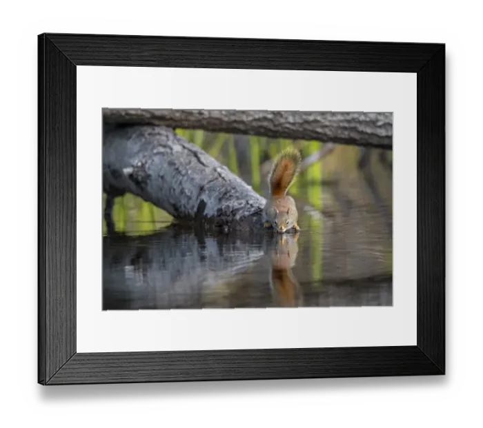Framed Print : American red squirrel (Tamiasciurus hudsonicus) on tree trunk drinking in a beaver pond Framed Print : American red squirrel (Tamiasciurus hudsonicus) on tree trunk drinking in a beaver pond