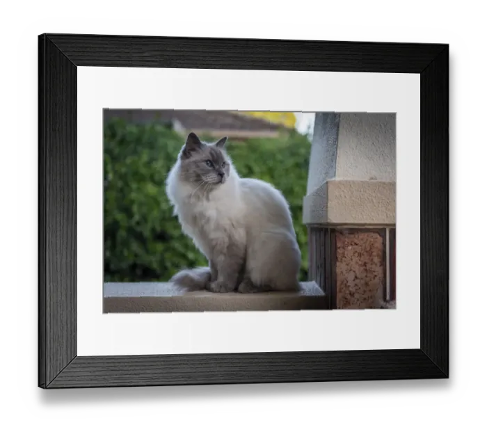 Framed Print : Portrait of domestic ragdoll cat, male Shiloh age 13 on a verandah Framed Print : Portrait of domestic ragdoll cat, male Shiloh age 13 on a verandah
