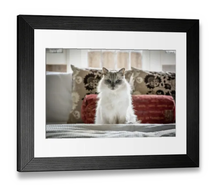 Framed Print : Portrait of domestic ragdoll cat, male Shiloh age 13 on a bed Framed Print : Portrait of domestic ragdoll cat, male Shiloh age 13 on a bed