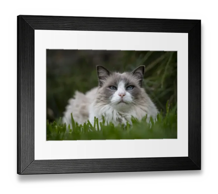 Framed Print : Portrait of male 12 year old domestic cat, ragdoll breed, bicolour, named Magellan Framed Print : Portrait of male 12 year old domestic cat, ragdoll breed, bicolour, named Magellan