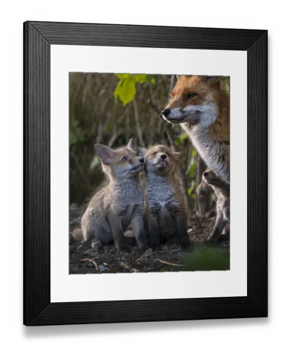 Framed Print : Red fox (Vulpes vulpes) vixen, with cubs looking up expectantly near den on urban Framed Print : Red fox (Vulpes vulpes) vixen, with cubs looking up expectantly near den on urban