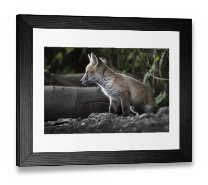 Framed Print : Red fox (Vulpes vulpes) cub at the entrance to the den on allotment, North London Framed Print : Red fox (Vulpes vulpes) cub at the entrance to the den on allotment, North London