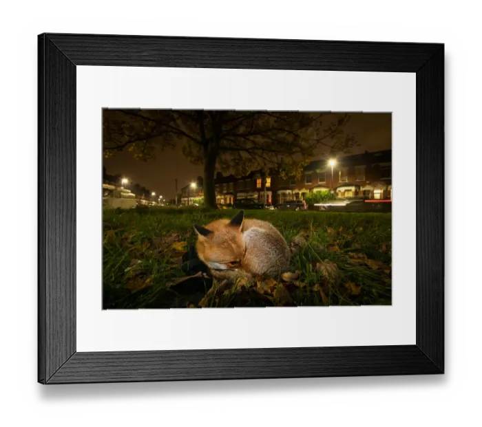 Framed Print : Red fox (Vulpes vulpes) resting on a green at night, North London, England