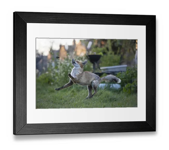 Framed Print : Red fox (Vulpes vulpes) plays with a dead common garden frog (Rana temporaria Framed Print : Red fox (Vulpes vulpes) plays with a dead common garden frog (Rana temporaria