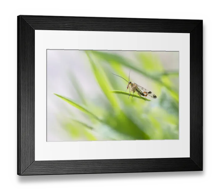 Framed Print : Scorpion fly (Panorpa sp. ) male, basking in foliage. Peak District National Park Framed Print : Scorpion fly (Panorpa sp. ) male, basking in foliage. Peak District National Park