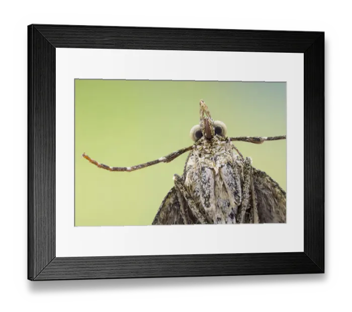 Framed Print : Red-green carpet moth (Chloroclysta siterata), underside of individual resting on a Framed Print : Red-green carpet moth (Chloroclysta siterata), underside of individual resting on a