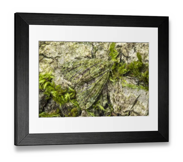 Framed Print : Red-green carpet moth (Chloroclysta siterata). Peak District National Park, Derbyshire Framed Print : Red-green carpet moth (Chloroclysta siterata). Peak District National Park, Derbyshire