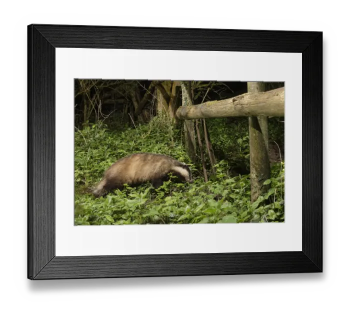 Framed Print : European badger (Meles meles) using a trail under a fence separating a garden Framed Print : European badger (Meles meles) using a trail under a fence separating a garden