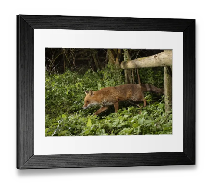 Framed Print : Red fox (Vulpes vulpes) using a trail under a fence separating a garden from surrounding Framed Print : Red fox (Vulpes vulpes) using a trail under a fence separating a garden from surrounding