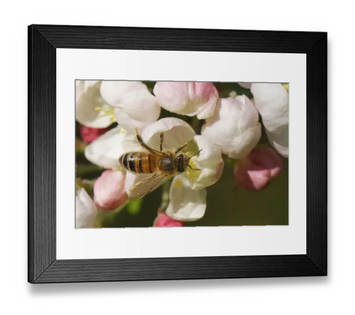 Framed Print : Honey bee (Apis mellifera) nectaring on a Crab apple (Malus sylvestnis Framed Print : Honey bee (Apis mellifera) nectaring on a Crab apple (Malus sylvestnis
