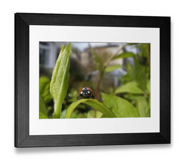 Framed Print : Seven-spot ladybird (Coccinnella septempunctata) just emerged from hibernation Framed Print : Seven-spot ladybird (Coccinnella septempunctata) just emerged from hibernation