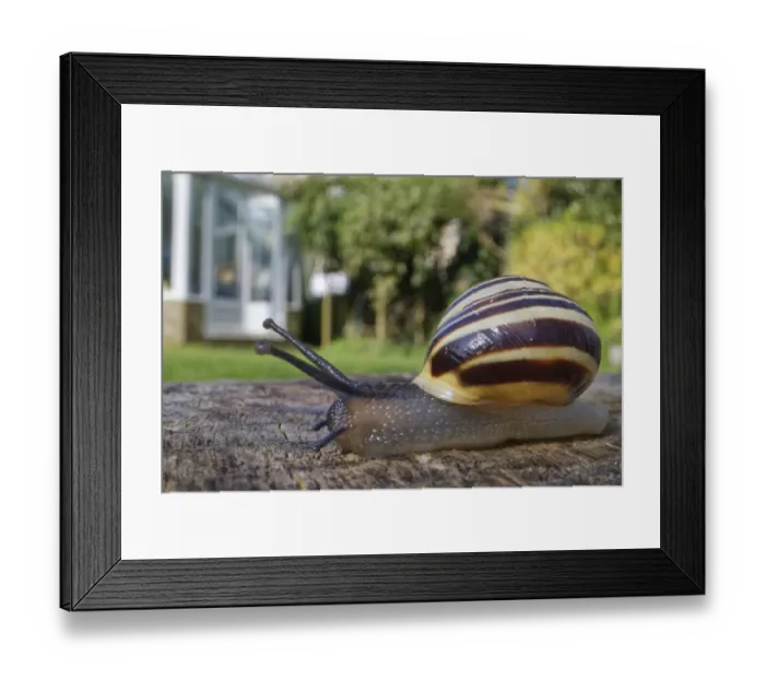 Framed Print : White-lipped snail (Cepaea hortensis) crawling over an oak sleeper retaining a garden Framed Print : White-lipped snail (Cepaea hortensis) crawling over an oak sleeper retaining a garden