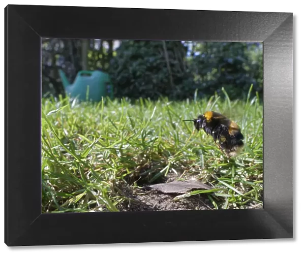 Buff-tailed bumblebee (Bombus terrestris) queen about to land at her nest burrow in a